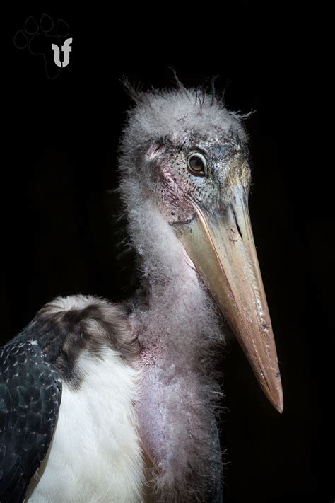 Young Marabou Stork | Stork, Animals, Bird