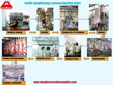 The Most Comprehensive & Detailed Cattle/Cow Abattoir Slaughter Processing Flow Chart - Cattle ...