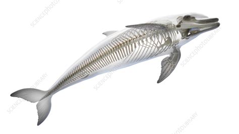 Dolphin's skeletal system, illustration - Stock Image - F038/3860 ...