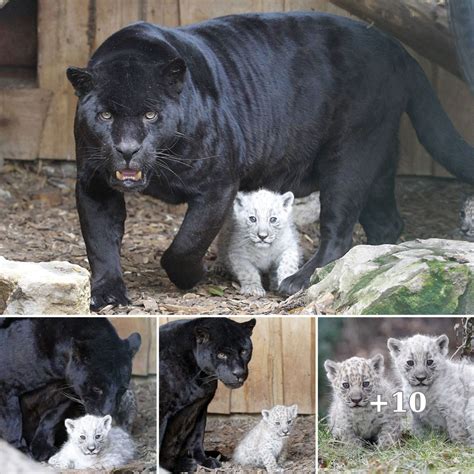 Enchanting Arrival: Rare Albino Jaguar Cubs Born to Black Mother at ...