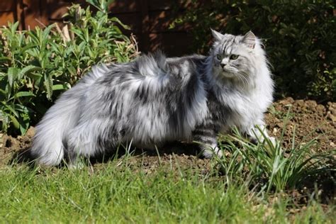 Grey Persian Cats: Facts, Pictures, Origin & History | Hepper