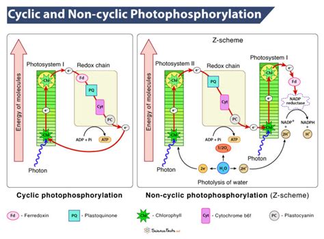 Cyclic & Non-cyclic Photophosphorylation: Definition & Difference