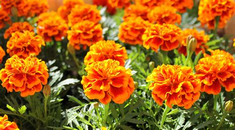 French Marigold Plant