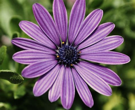 Purple Love | Purple love, Purple, Garden