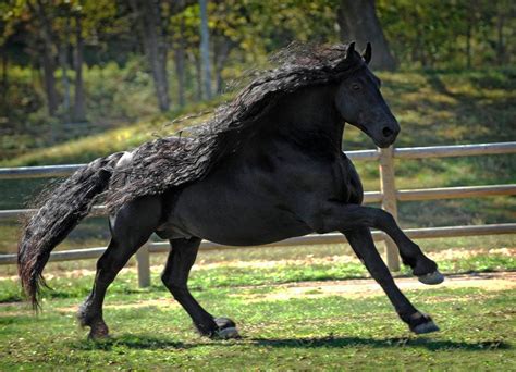 The real-life Black Beauty: meet the stallion dubbed the ‘most ...