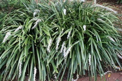 Learn about Ophiopogon jaburan 'Vittatus' | Giant Striped Mondo Grass | Perennial Encyclopedia