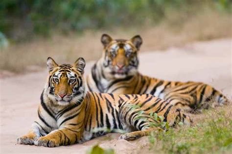 Top 10 Wildlife Destinations in India | 12 Places For Best Wildlife Experiences In India