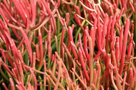 Display of Coral Colored Succulent Plants. Stock Image - Image of gardening, nursery: 140250701