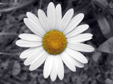 Hoogasian Flowers: April Birth Month Flower is Daisy