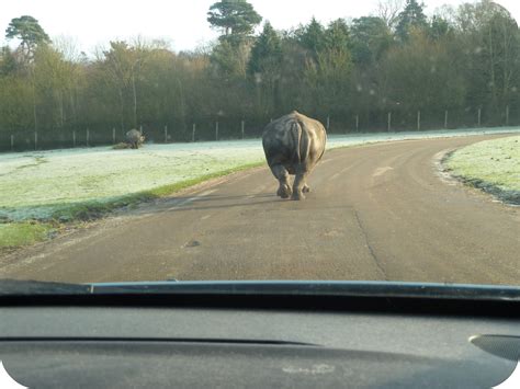 WEST MIDLANDS SAFARI PARK: BRITAIN'S BEST DAY OUT?