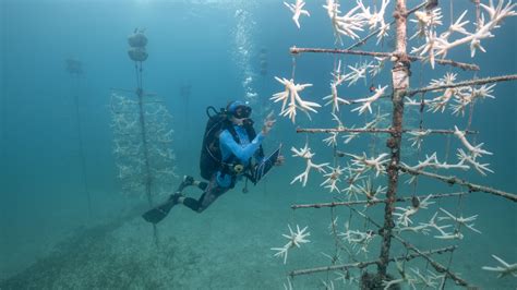 Florida’s Record-Breaking Sea Temperatures Are Forcing Coral to Move Ashore - The New York Times