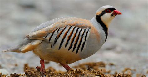 ladakh wildlife