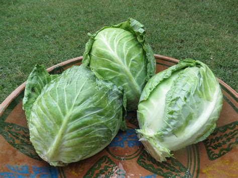 Green cabbage (600-800g — The Farmette