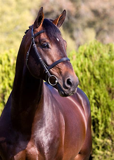 Belgian Warmblood Horse Info, Origin, History, Pictures