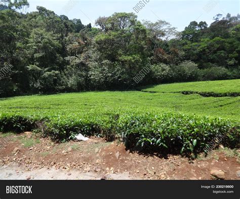 Tea Garden Close View Image & Photo (Free Trial) | Bigstock