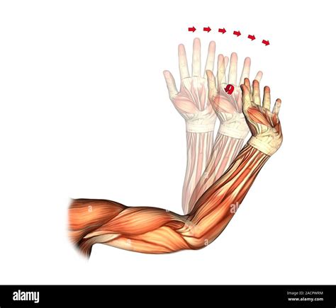 Elbow and wrist extension. Artwork of the muscles of the arm from the front, with red arrows ...