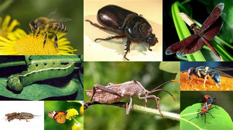 Biological, Physical and Mechanical of Pest Management