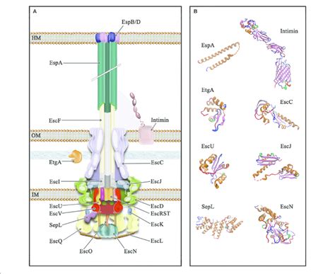 | Schematic representation of the type III secretion system of A/E... | Download Scientific Diagram