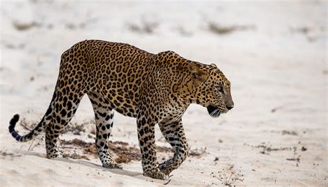 Sri Lankan leopard / Panthera pardus kotiya (කටය by chamindasilva #ErnstStrasser #SriLanka ...