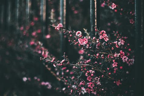 Selective Color Photography of Pink Petaled Flower · Free Stock Photo