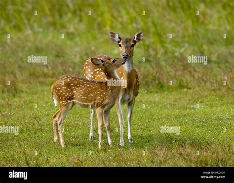 Chital / Spotted deer mother with with young fawn / Chital Stock Photo ...