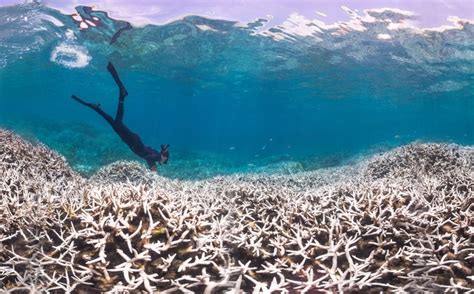 Coral Reef Bleaching: Shocking Before And After Photos