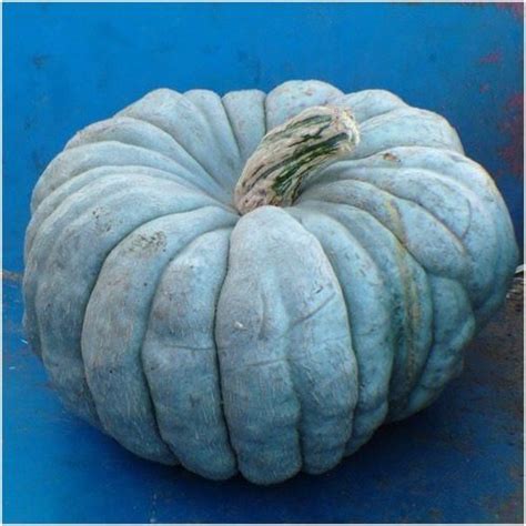 Blue Moon Pumpkin | Planting pumpkins, Seed shop, Pumpkin