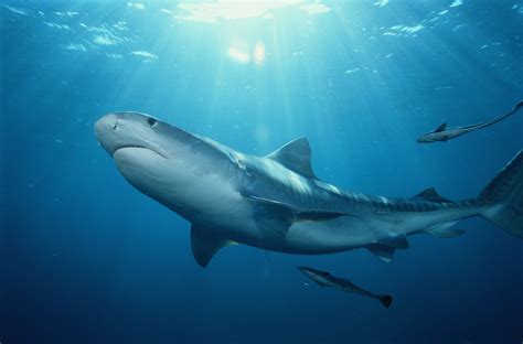 Are Tiger Sharks Dangerous? Plus, More Tiger Shark Facts