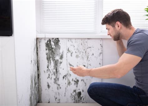 The Ultimate Guide to Removing Mold from Walls