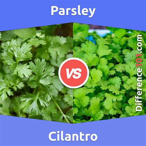 Parsley vs. Cilantro: What Is The Difference Between Parsley And ...