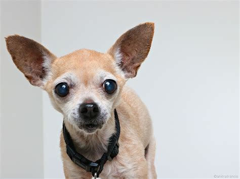 Chihuahua Dogs For Adoption Near Me