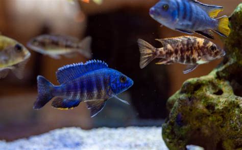 African Cichlids: 37+ Colorful Types, the Beauty of Diversity