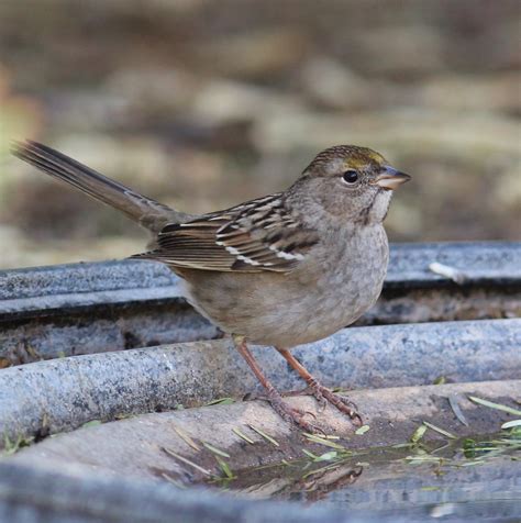 Golden-crowned Sparrow | Department of Biology | CSUSB