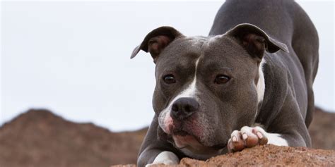 Do Pit Bulls Attack Their Owners – What Do Statistics Say?