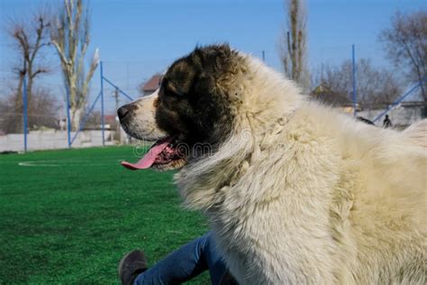 An Athletic Man Walks a Large Dog without a Muzzle. White Central Asian Shepherd Stock Image ...