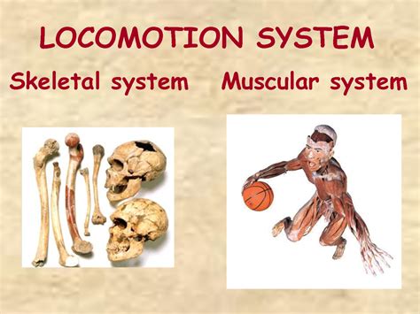 SOLUTION: Human locomotion system - Studypool