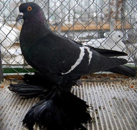 Top 10 Rare and Unusual Pigeons | Pigeon bird, Pigeon, Pet pigeon