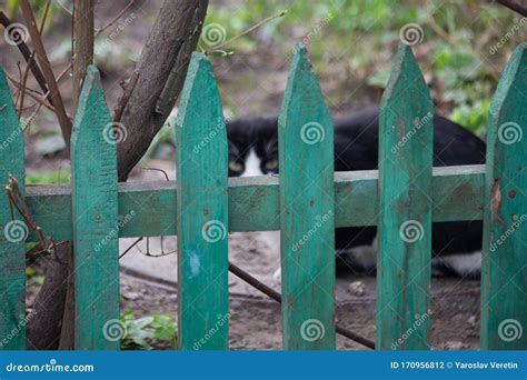 Cat Over the Fence. Yard Cat Behind a Fence Stock Photo - Image of ...