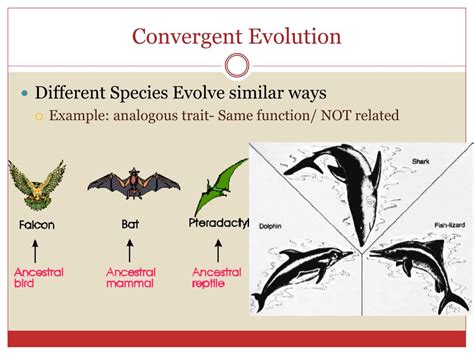 PPT - Evolution and Speciation PowerPoint Presentation, free download ...