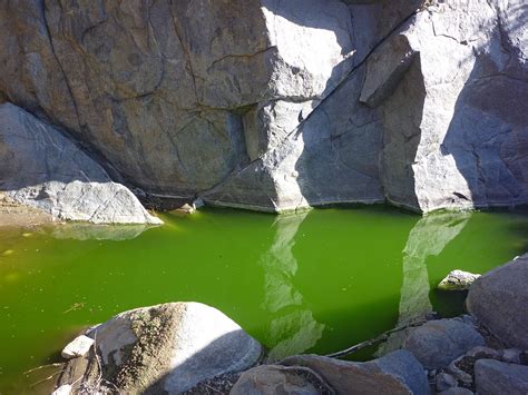 Green water pool: Rock Spring Trail, Mojave National Preserve, California