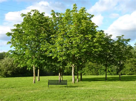 File:Winnersh Meadows Trees.jpg - Wikipedia