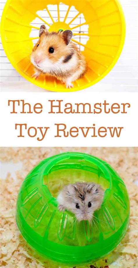 Best Hamster Toys - Cool Toys with Tips and Reviews To Help You Choose