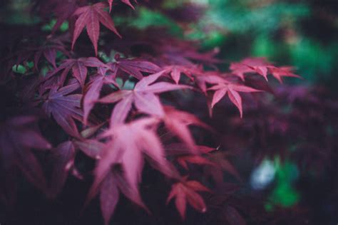 Free Images : maple leaf, sky, nature, green, red, yellow, orange, autumn, Black maple, botany ...