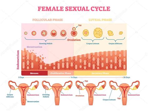 Vettoriale stockGrafico illustrativo vettoriale del ciclo sessuale femminile con grafico delle ...