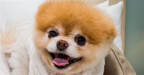 Fans Mourn The Death Of Boo, Pomeranian Known As 'World's Cutest Dog' | HuffPost World