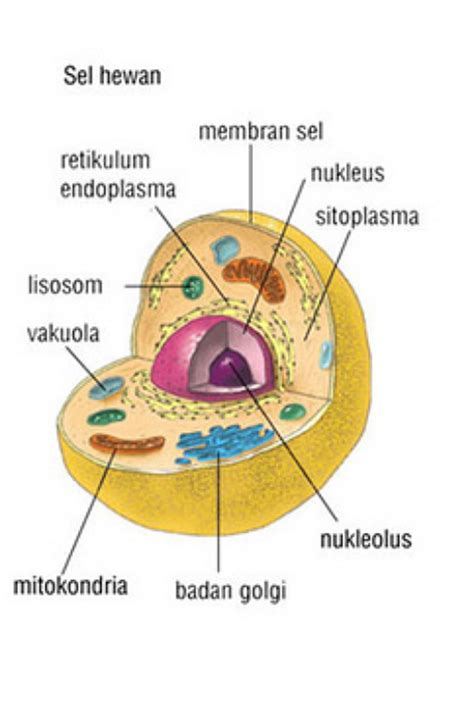 Gambar Sel Tumbuhan Dan Hewan Beserta Bagian-bagiannya | SCHOLOVERS Blogger