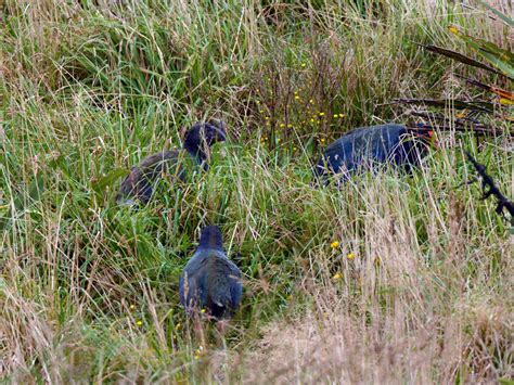 South Island Takahe - eBird