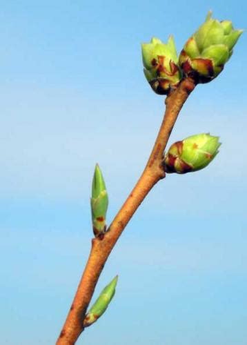 Plant buds signal the beginning of spring - Fruit & Nuts