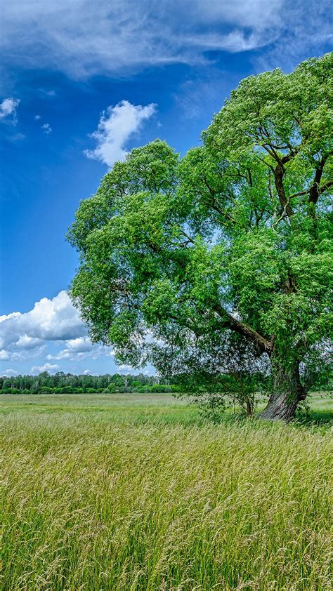 Field And Green Trees With Blue Sky And Clouds Background During Summer 4K HD Nature Wallpapers ...