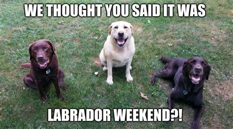 Labor Day weekend #labradorretriever #TeamChuckie #ChuckietheChocolateLab #laborday #weekend # ...